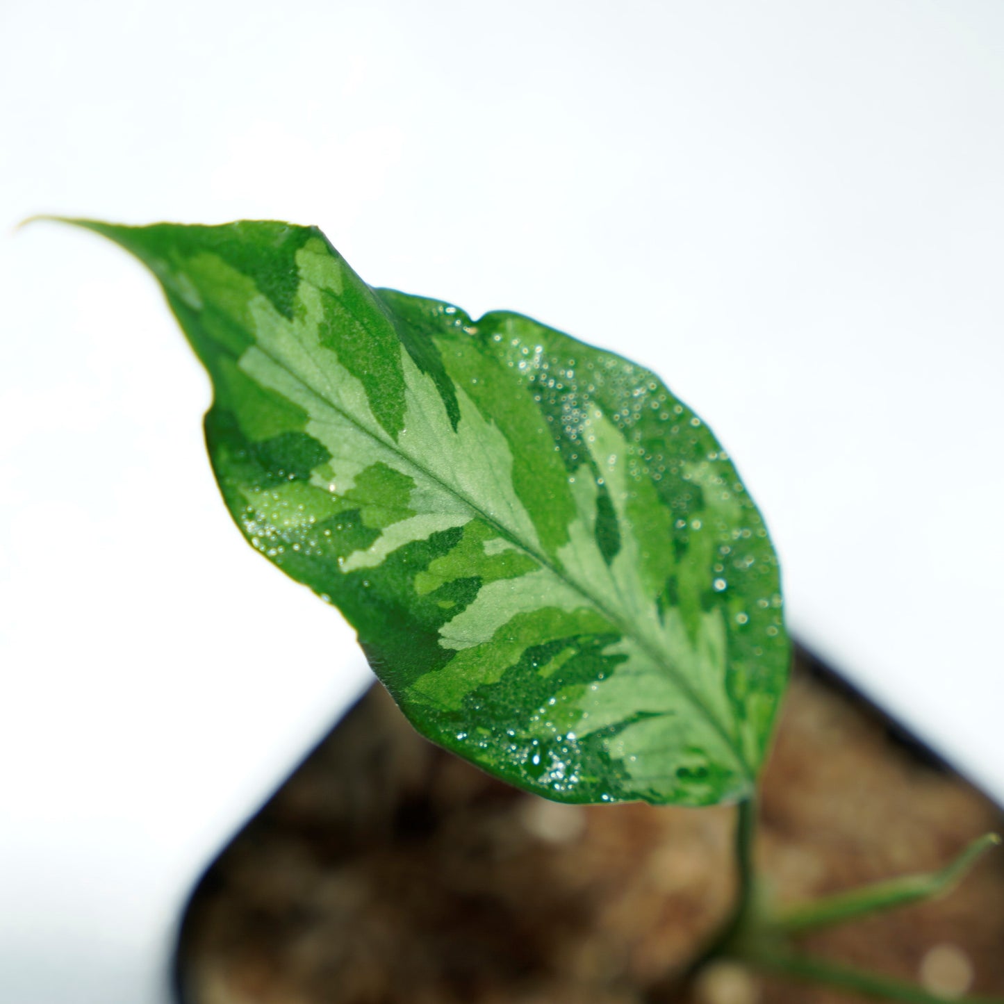 <LA便>Aglaonema Pictum Tricolor【LA1218-03b】