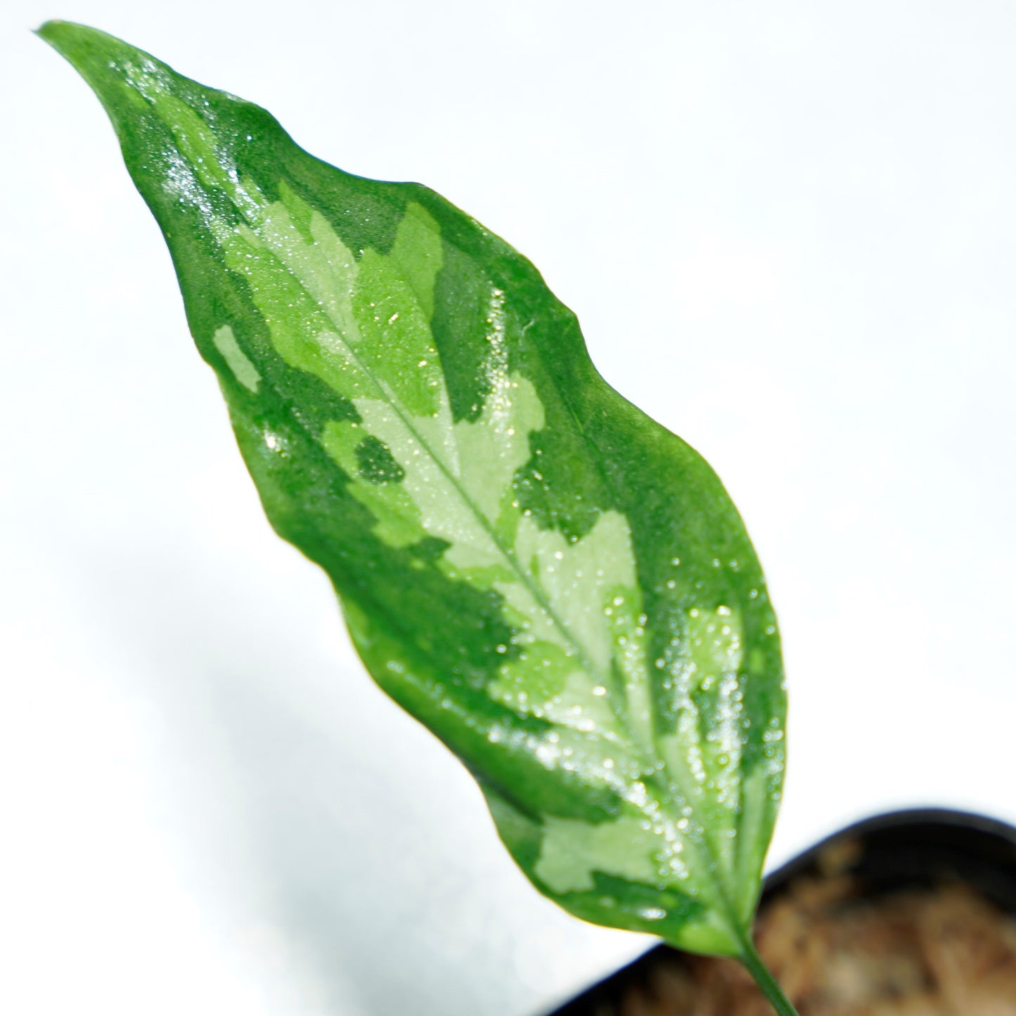 <LA便>Aglaonema Pictum Tricolor【LA1218-03b】