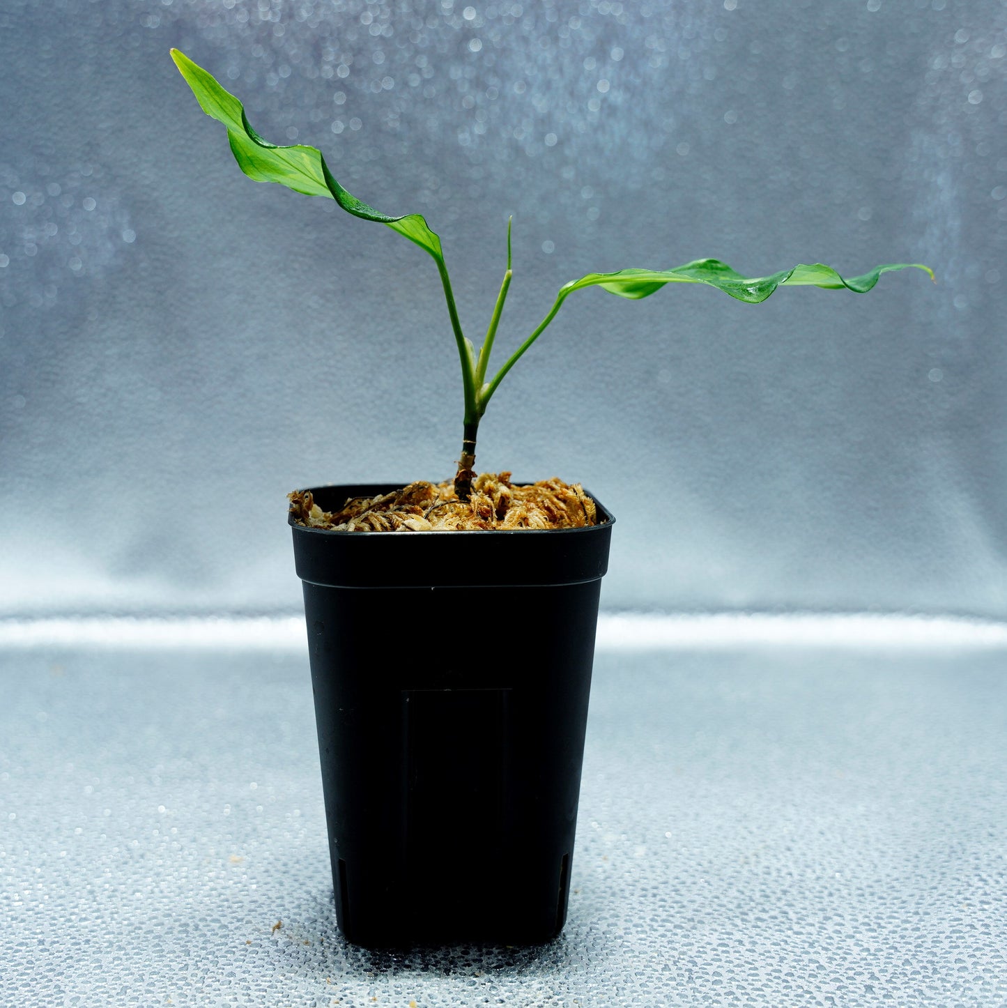<LA便>Aglaonema Pictum Tricolor【LA1218-03b】