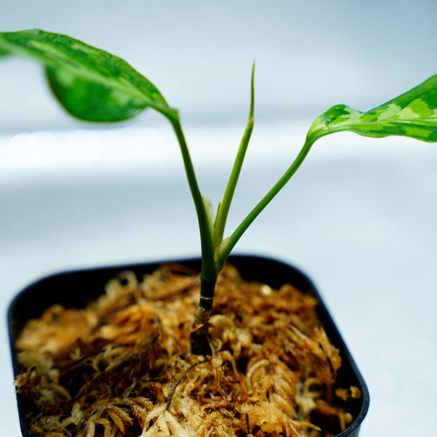 <LA便>Aglaonema Pictum Tricolor【LA1218-03b】