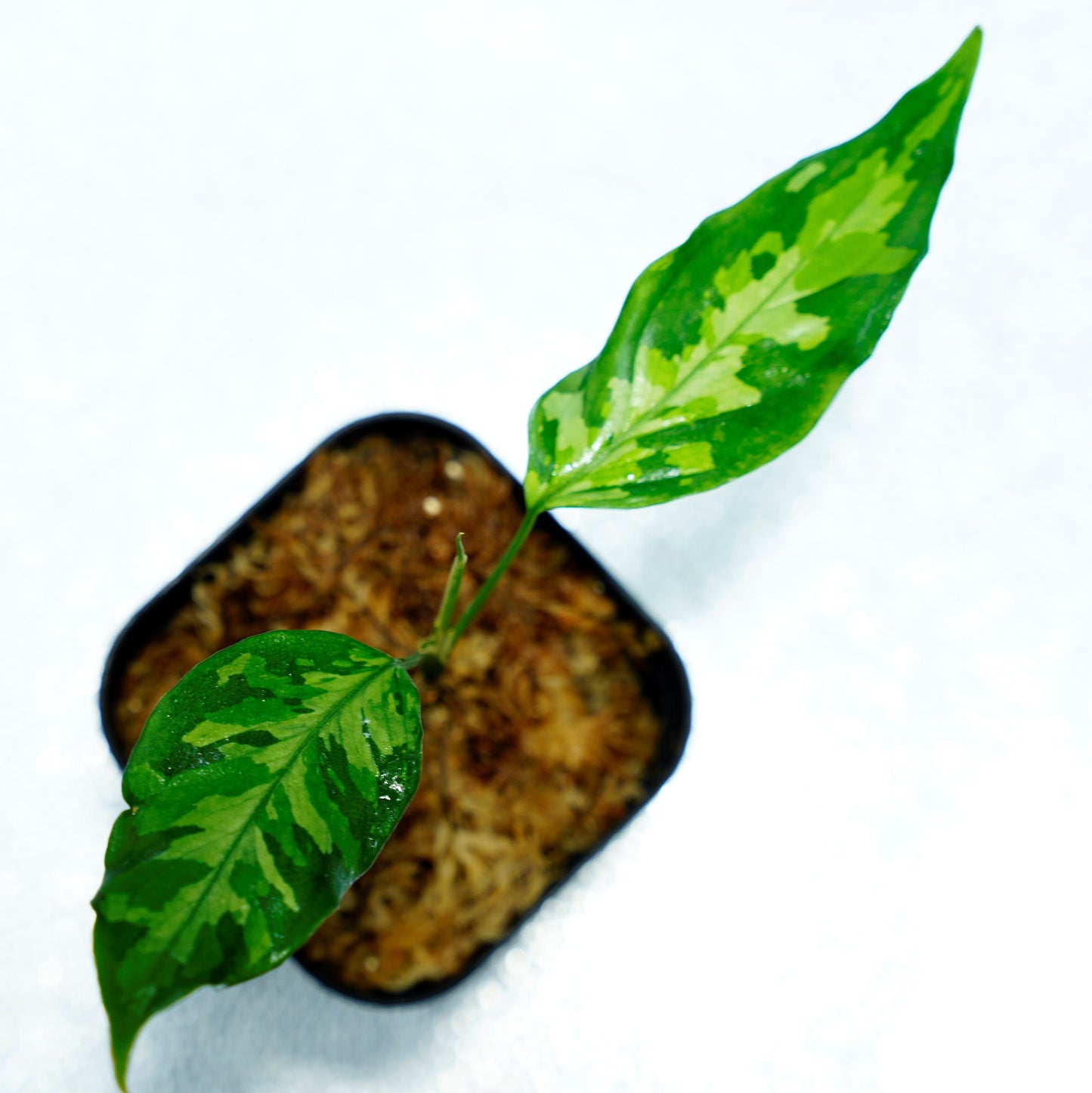 <LA便>Aglaonema Pictum Tricolor【LA1218-03b】