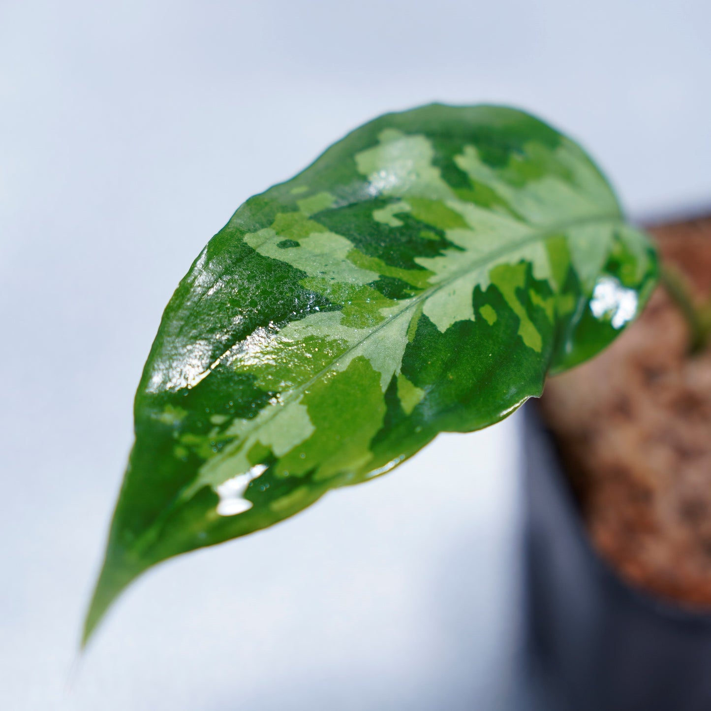 <LA便>Aglaonema Pictum Aceh Tricolor【LA1218-03b】