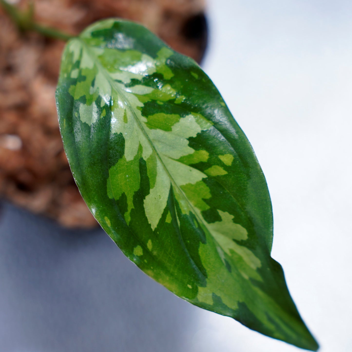 <LA便>Aglaonema Pictum Aceh Tricolor【LA1218-03b】