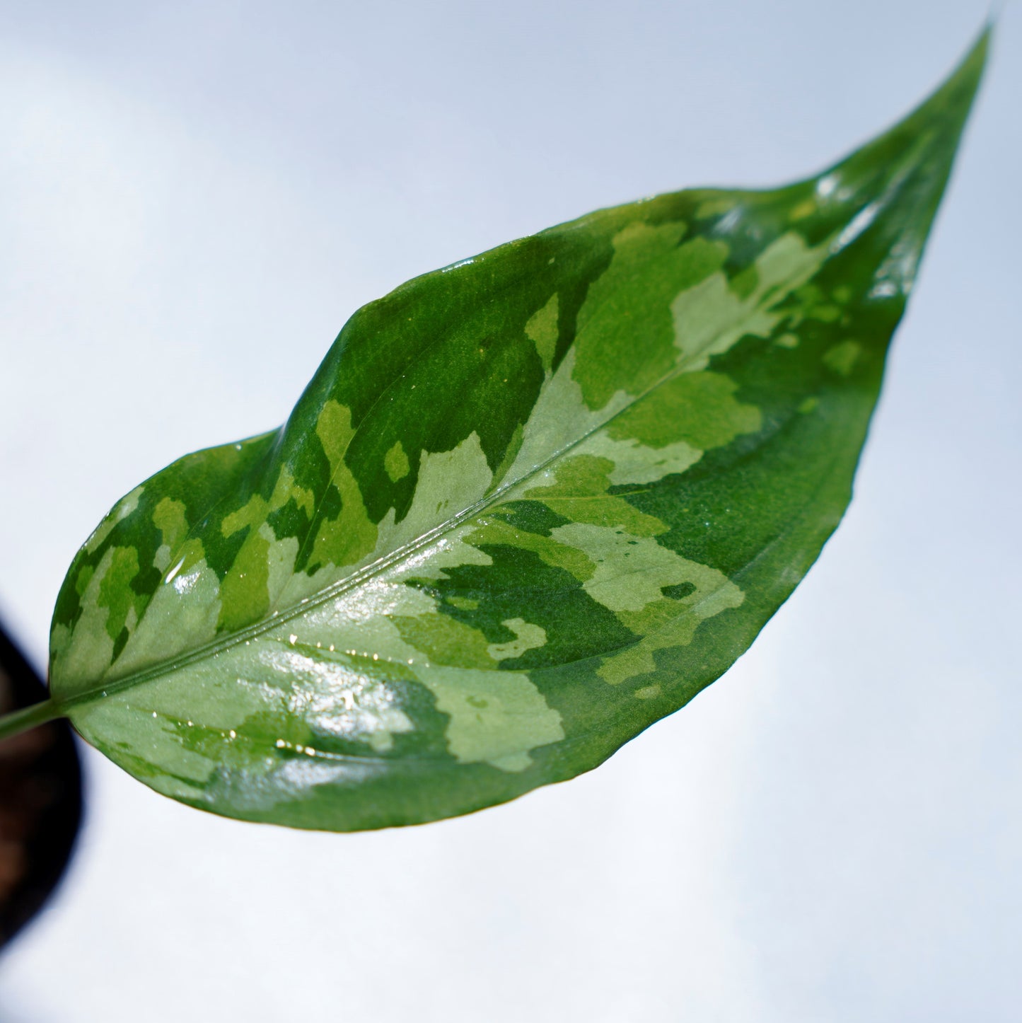 <LA便>Aglaonema Pictum Aceh Tricolor【LA1218-03b】