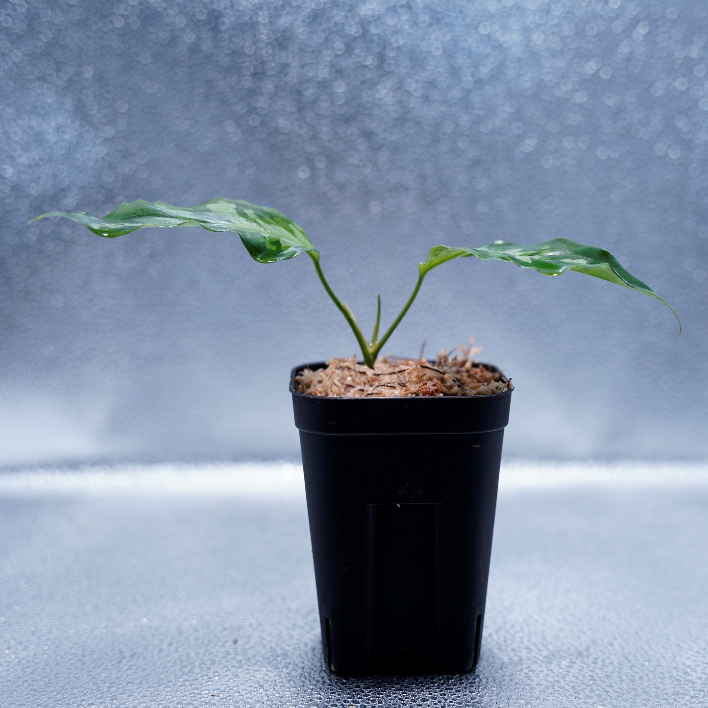 <LA便>Aglaonema Pictum Aceh Tricolor【LA1218-03b】