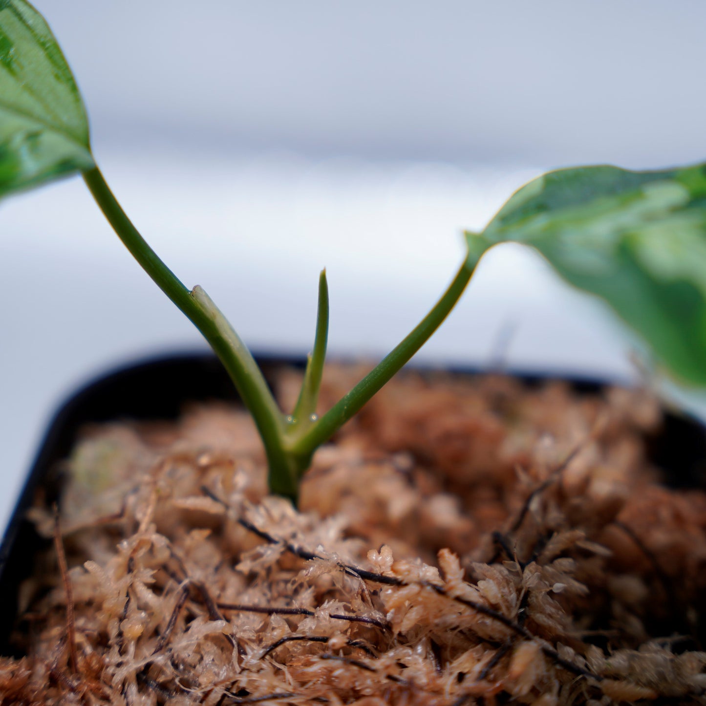 <LA便>Aglaonema Pictum Aceh Tricolor【LA1218-03b】