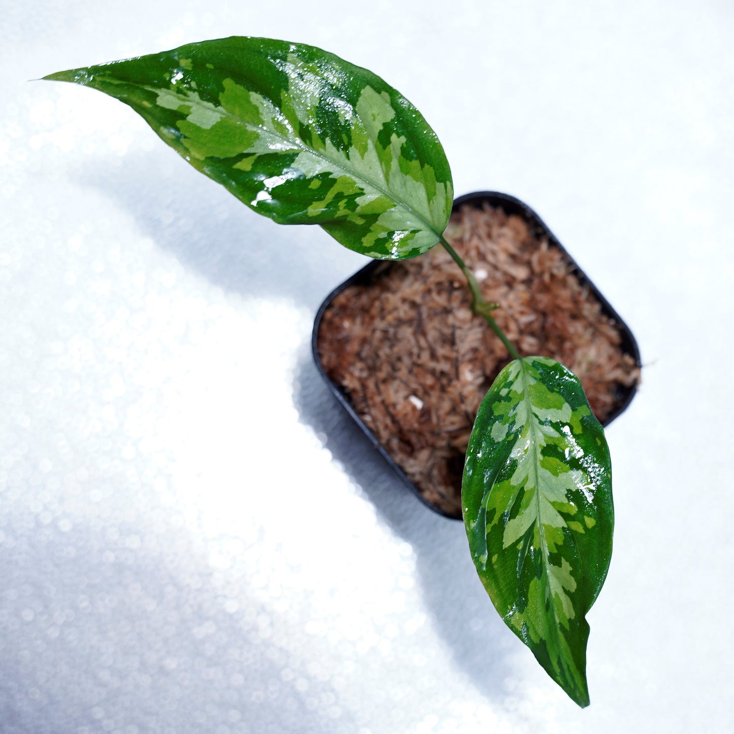 <LA便>Aglaonema Pictum Aceh Tricolor【LA1218-03b】