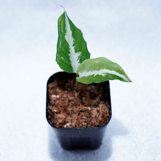 <Grow aquarium>Aglaonema Pictum “Kronos”