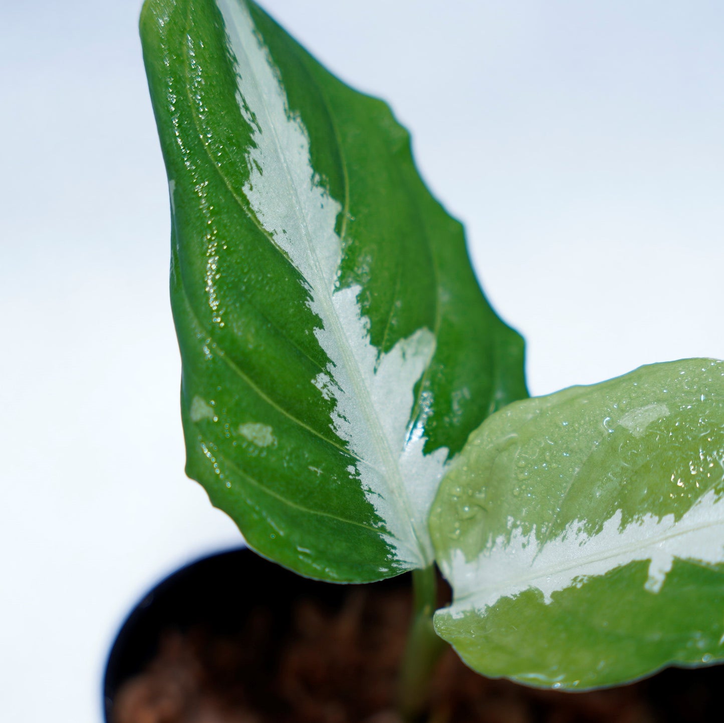 <Grow aquarium>Aglaonema Pictum “Kronos”