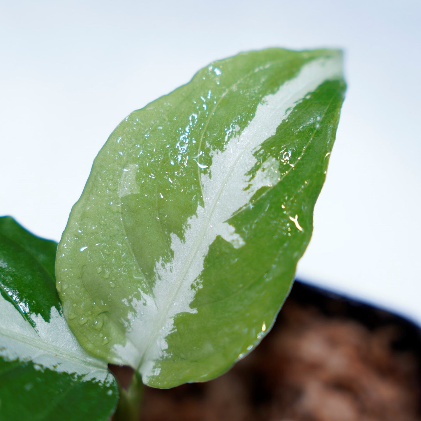<Grow aquarium>Aglaonema Pictum “Kronos”