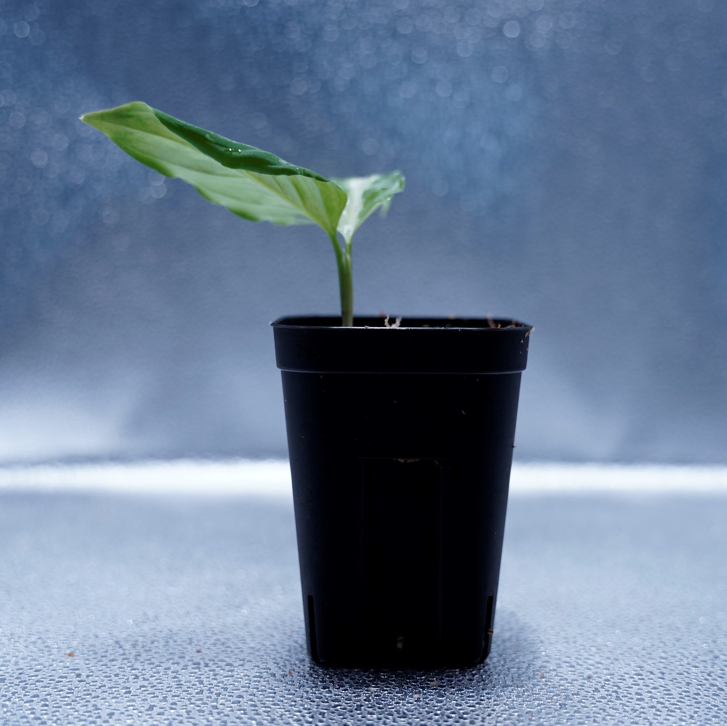 <Grow aquarium>Aglaonema Pictum “Kronos”