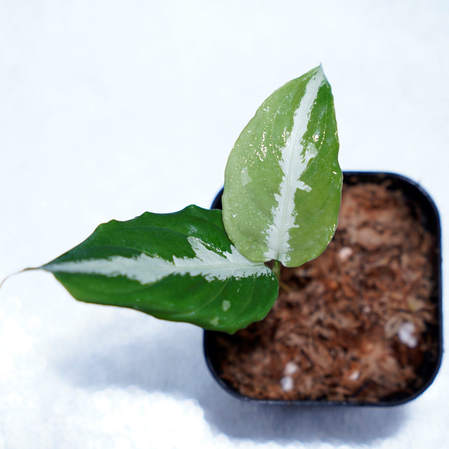 <Grow aquarium>Aglaonema Pictum “Kronos”