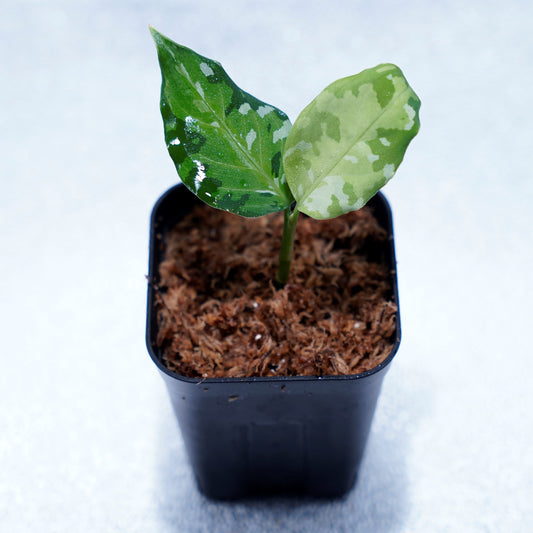 <出射便>Aglaonema Pictum Tricolor “Andaman” Port Blair