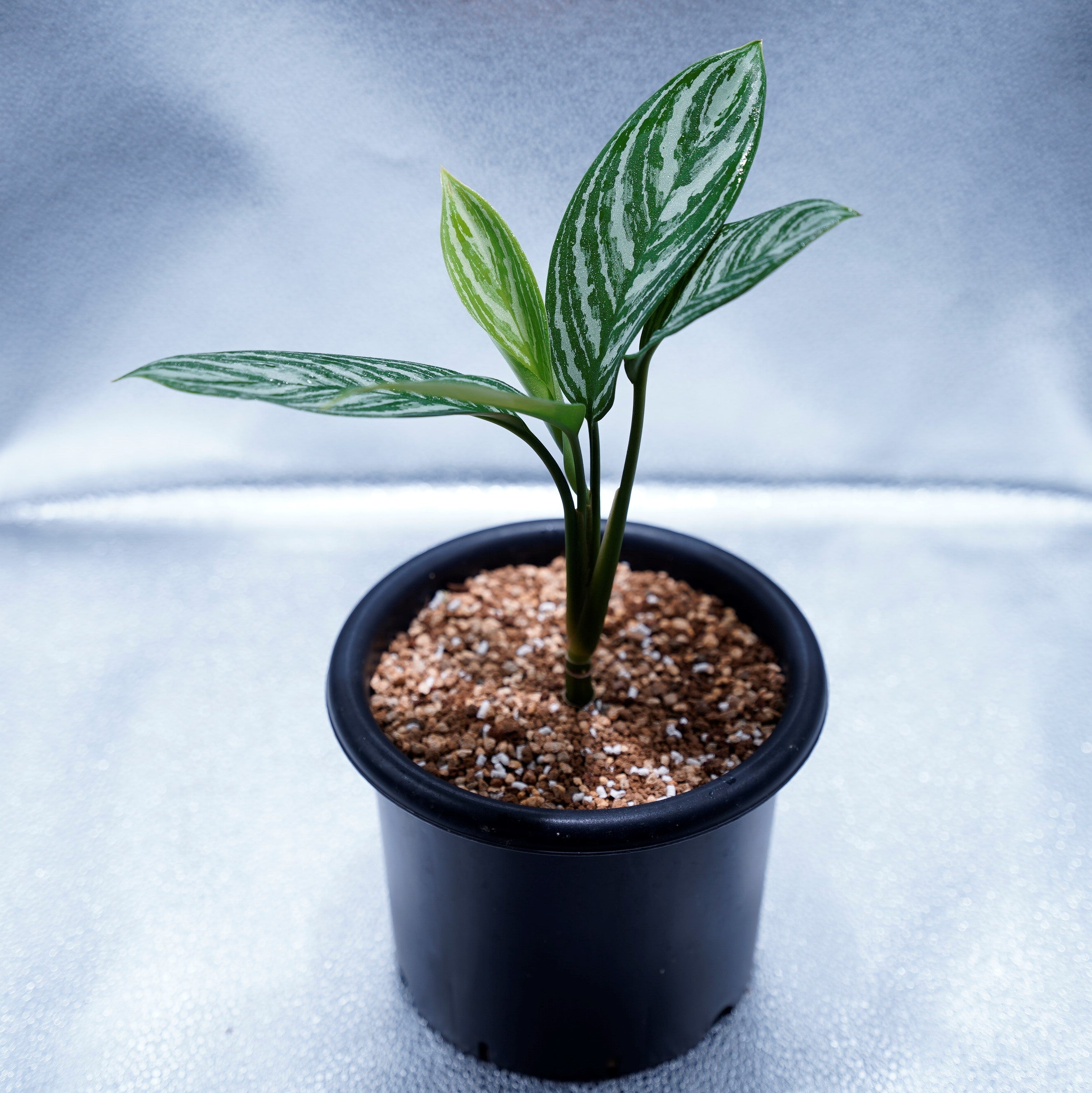 [本物]Aglaonema Nitidum (Curtisii) カーティシー カーティシー＞Aglaonema Nitidum “Curtisii” – undried