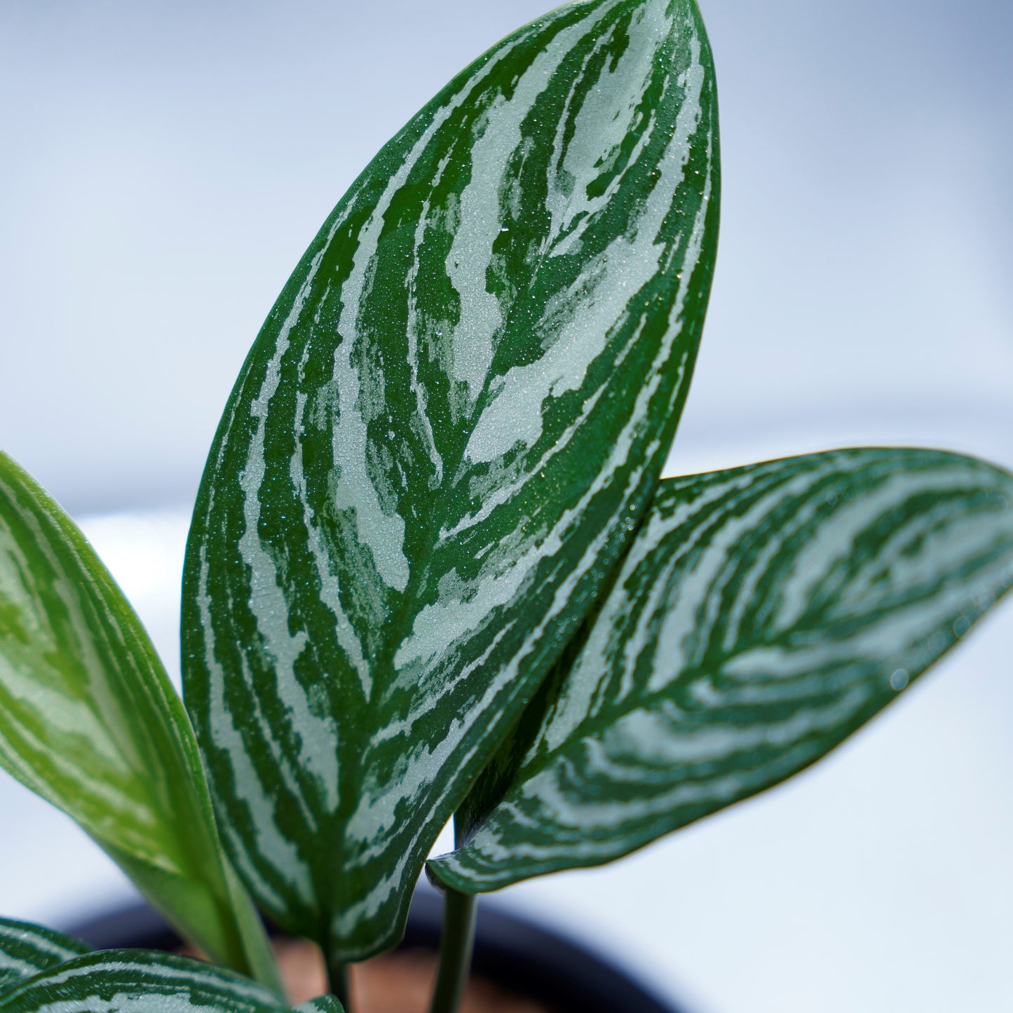 <カーティシー>Aglaonema Nitidum “Curtisii” UND220307