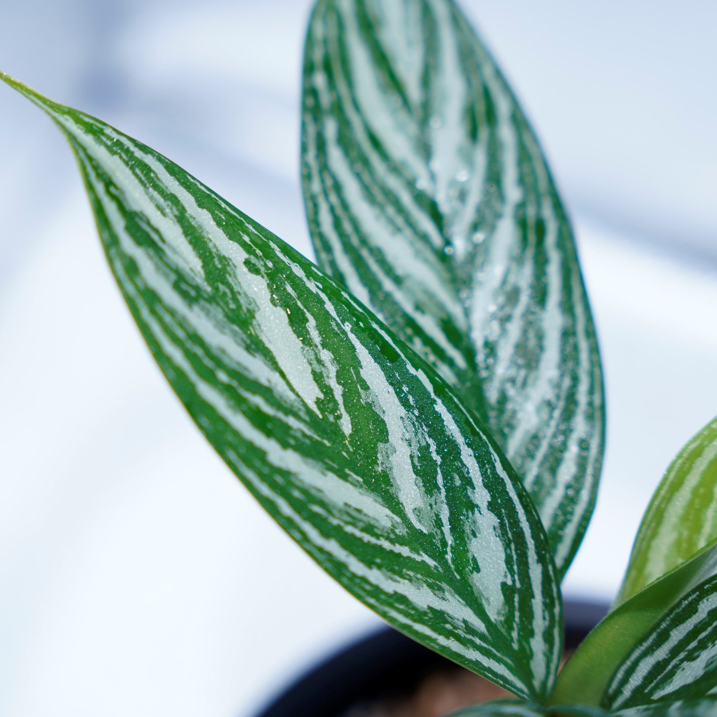 <カーティシー>Aglaonema Nitidum “Curtisii” UND220307