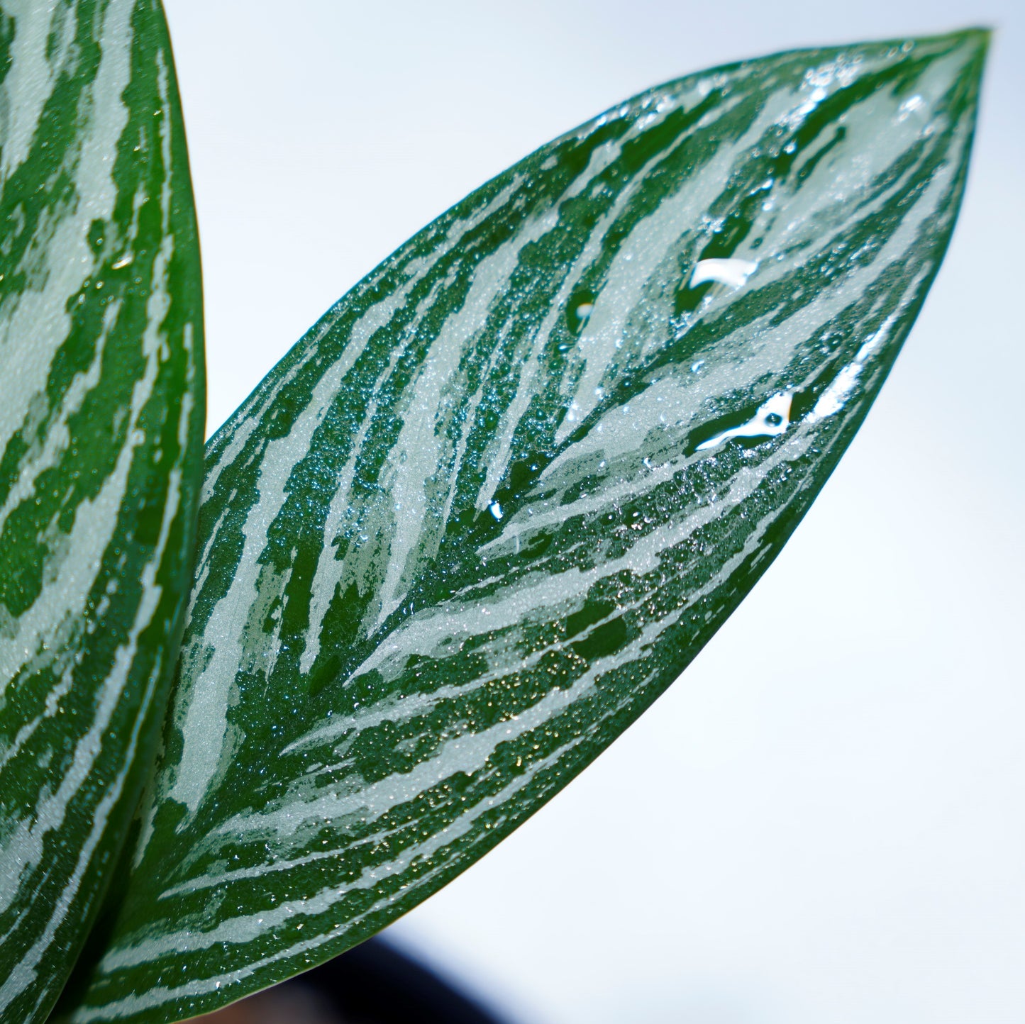 <カーティシー>Aglaonema Nitidum “Curtisii” UND220307