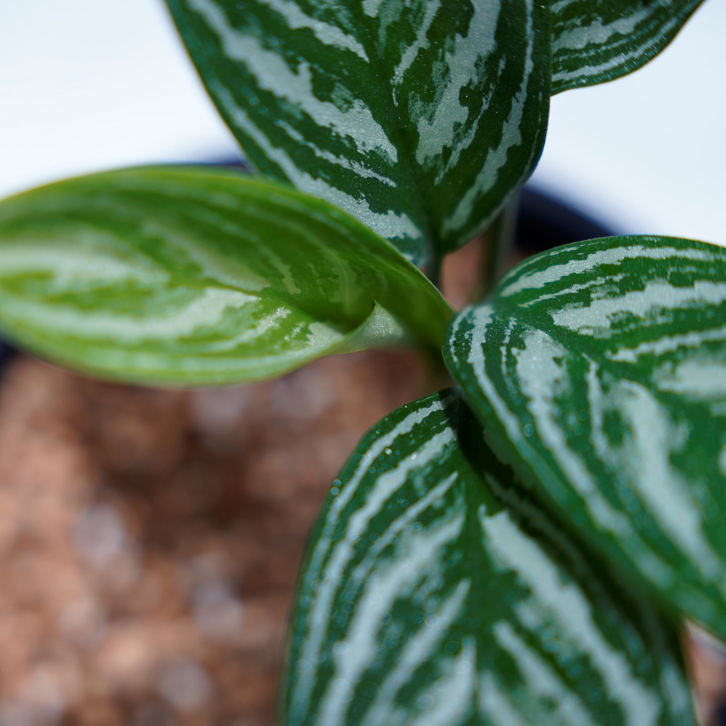 <カーティシー>Aglaonema Nitidum “Curtisii” UND220307
