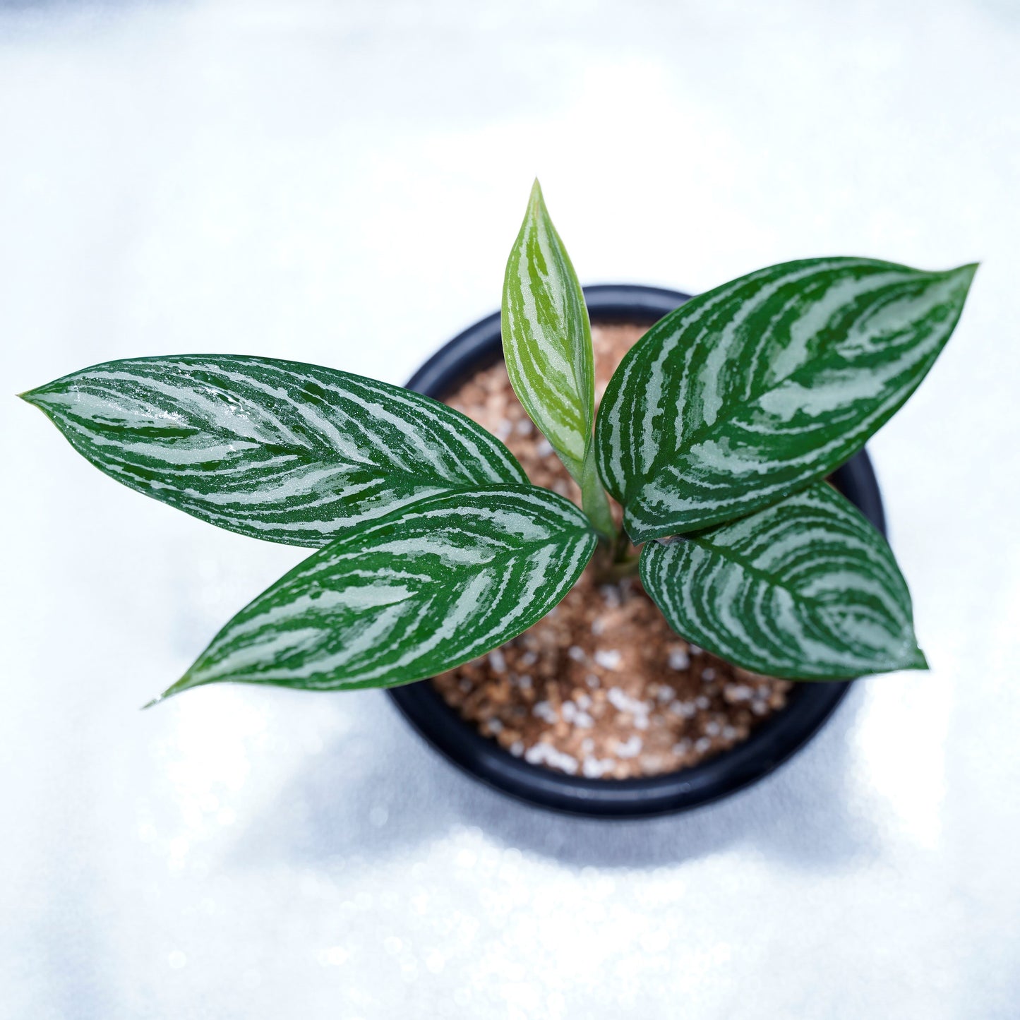 <カーティシー>Aglaonema Nitidum “Curtisii” UND220307