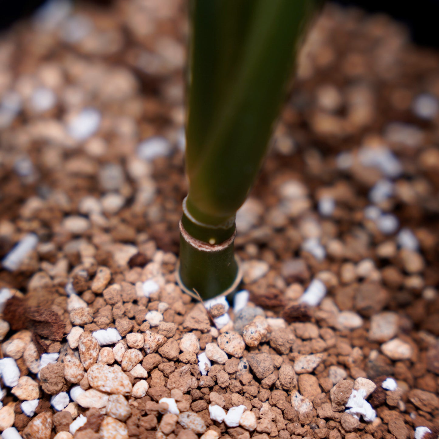 <カーティシー>Aglaonema Nitidum “Curtisii” UND220307