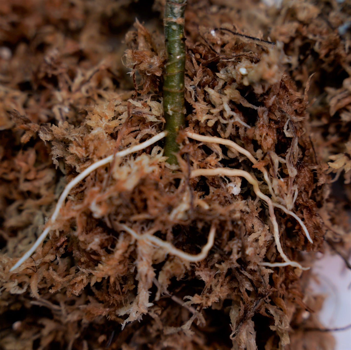 <出射便>Aglaonema Pictum Tricolor “Andaman” Port Blair