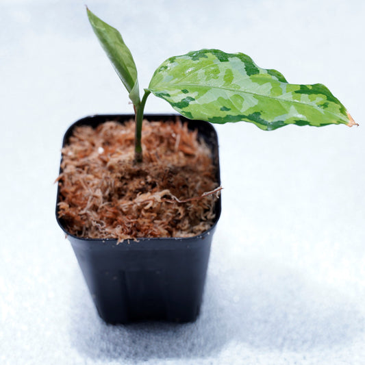 <出射便>Aglaonema Pictum Tricolor “Andaman” Port Blair