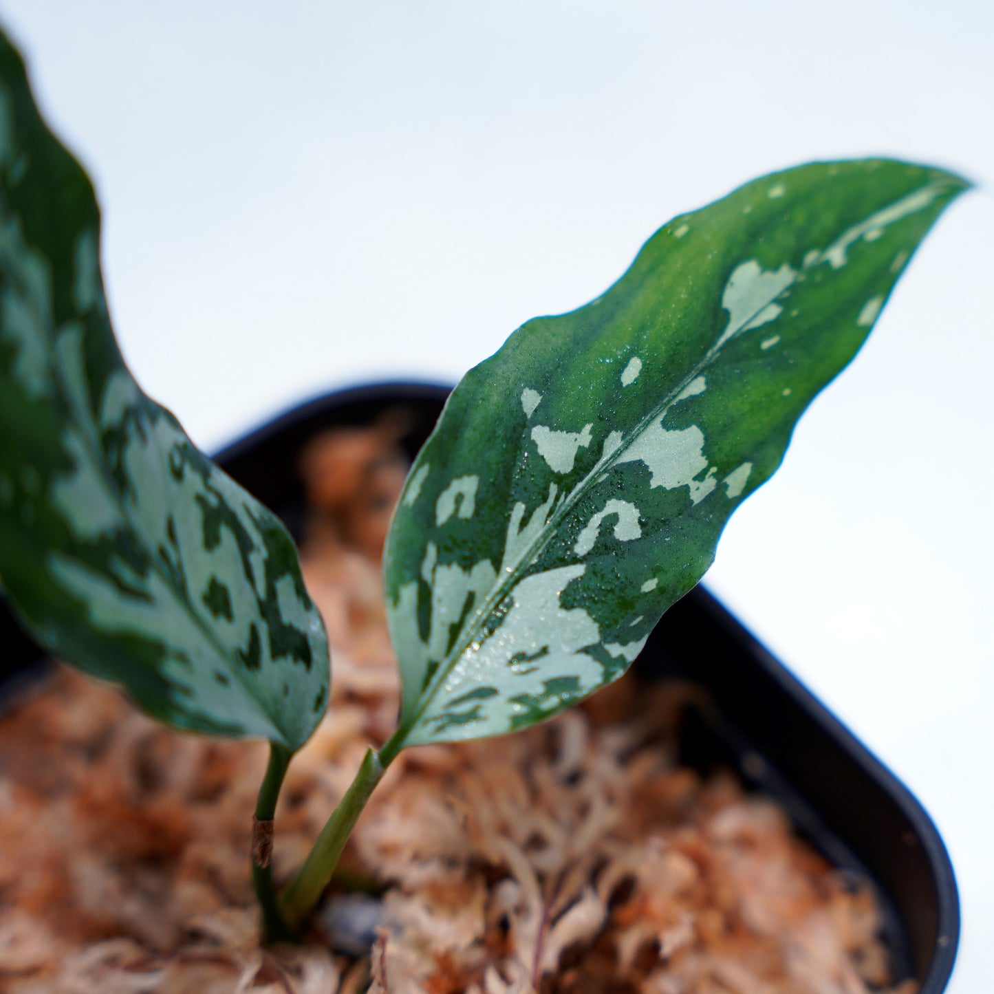 <TZ便>Aglaonema Pictum Aceh 【T-291219-b5産地】