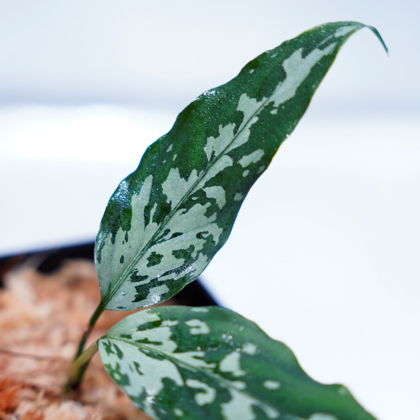 <TZ便>Aglaonema Pictum Aceh 【T-291219-b5産地】