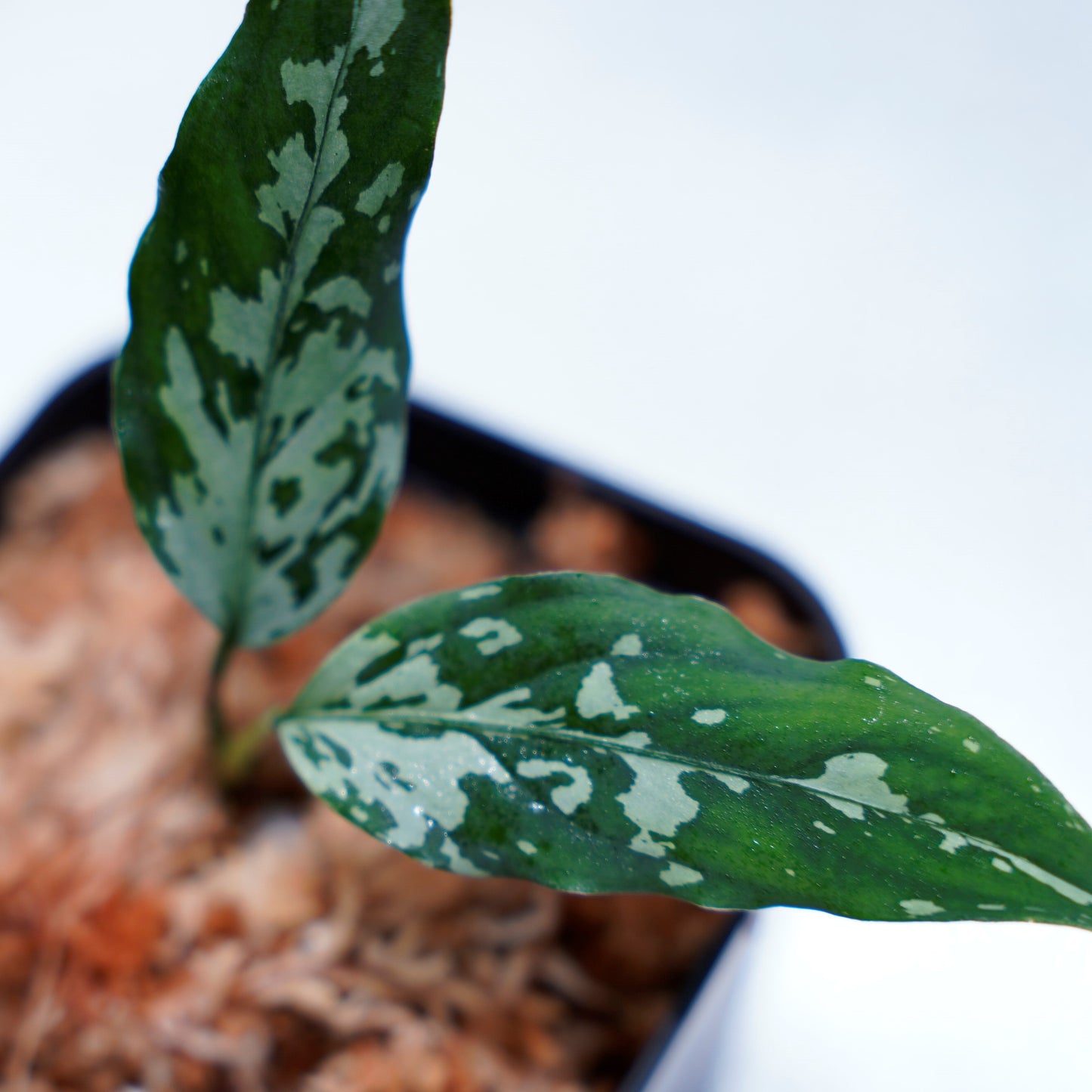 <TZ便>Aglaonema Pictum Aceh 【T-291219-b5産地】