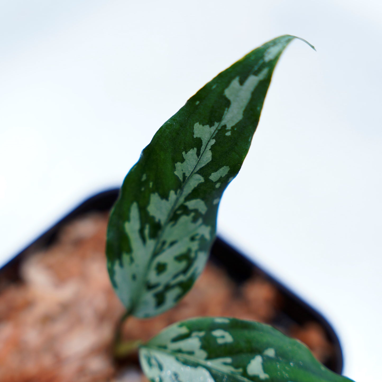 <TZ便>Aglaonema Pictum Aceh 【T-291219-b5産地】