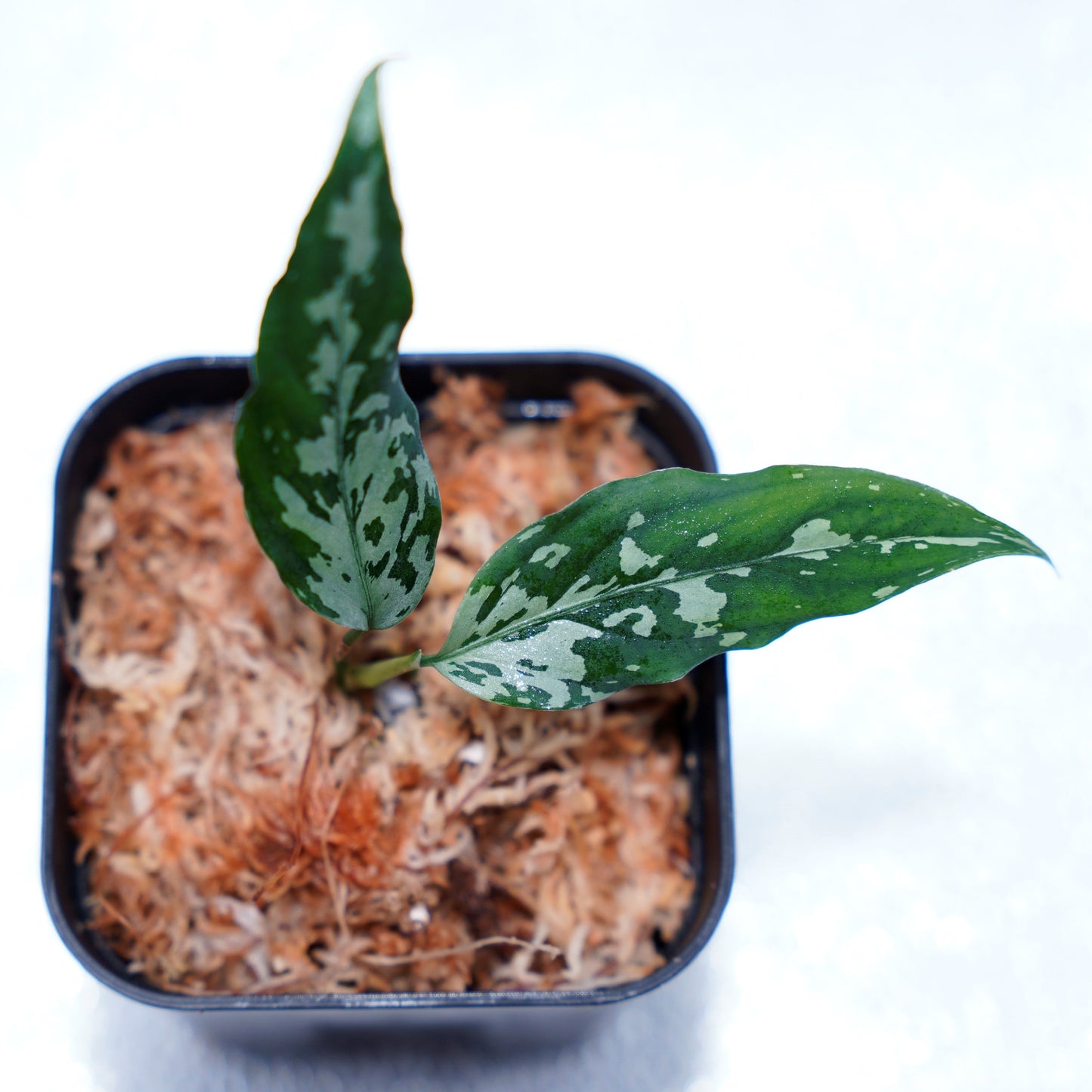 <TZ便>Aglaonema Pictum Aceh 【T-291219-b5産地】