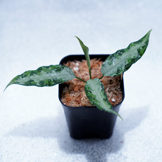 <オリジナル>Aglaonema Pictum Aceh Multicolor UND “CRY”