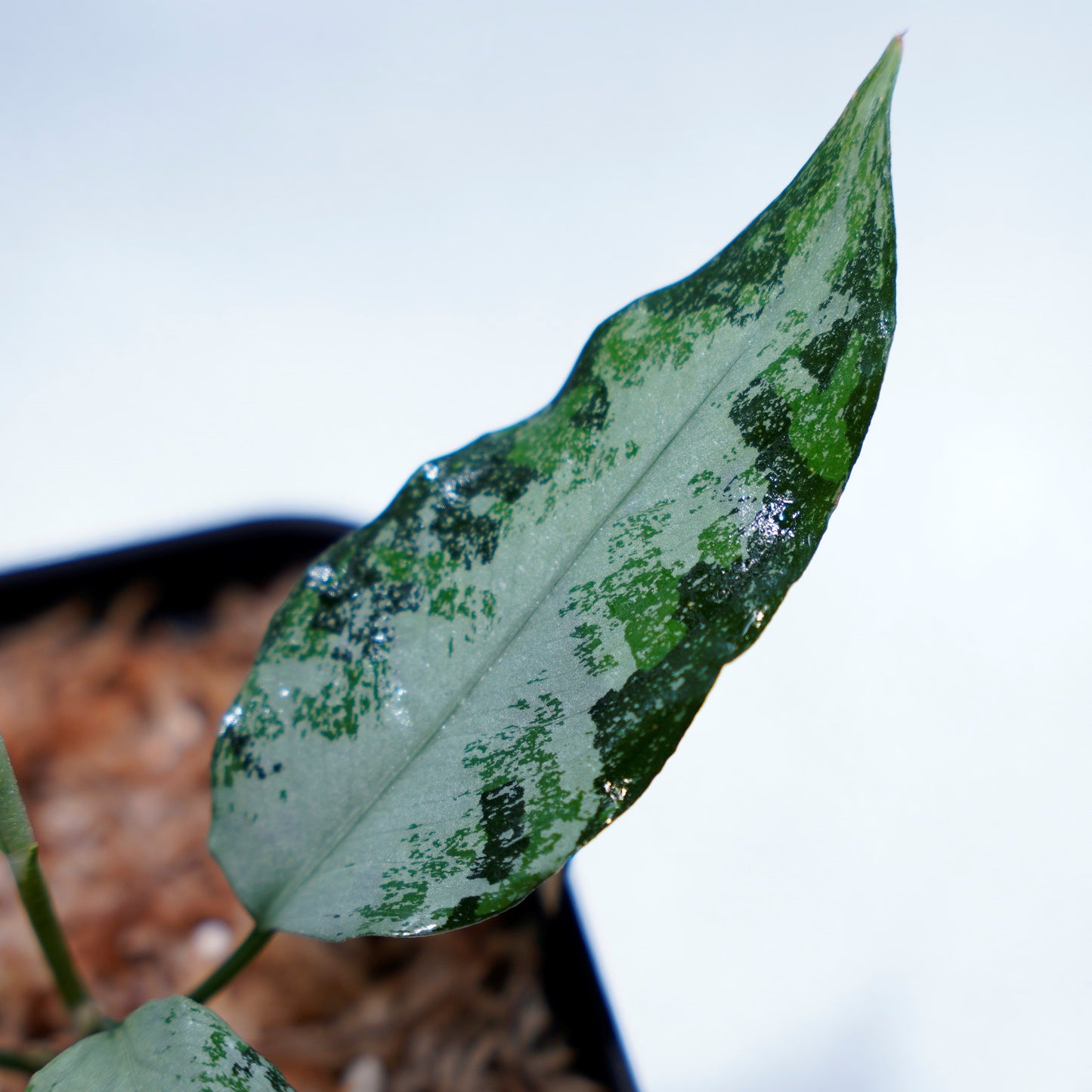 <オリジナル>Aglaonema Pictum Aceh Multicolor UND “CRY”