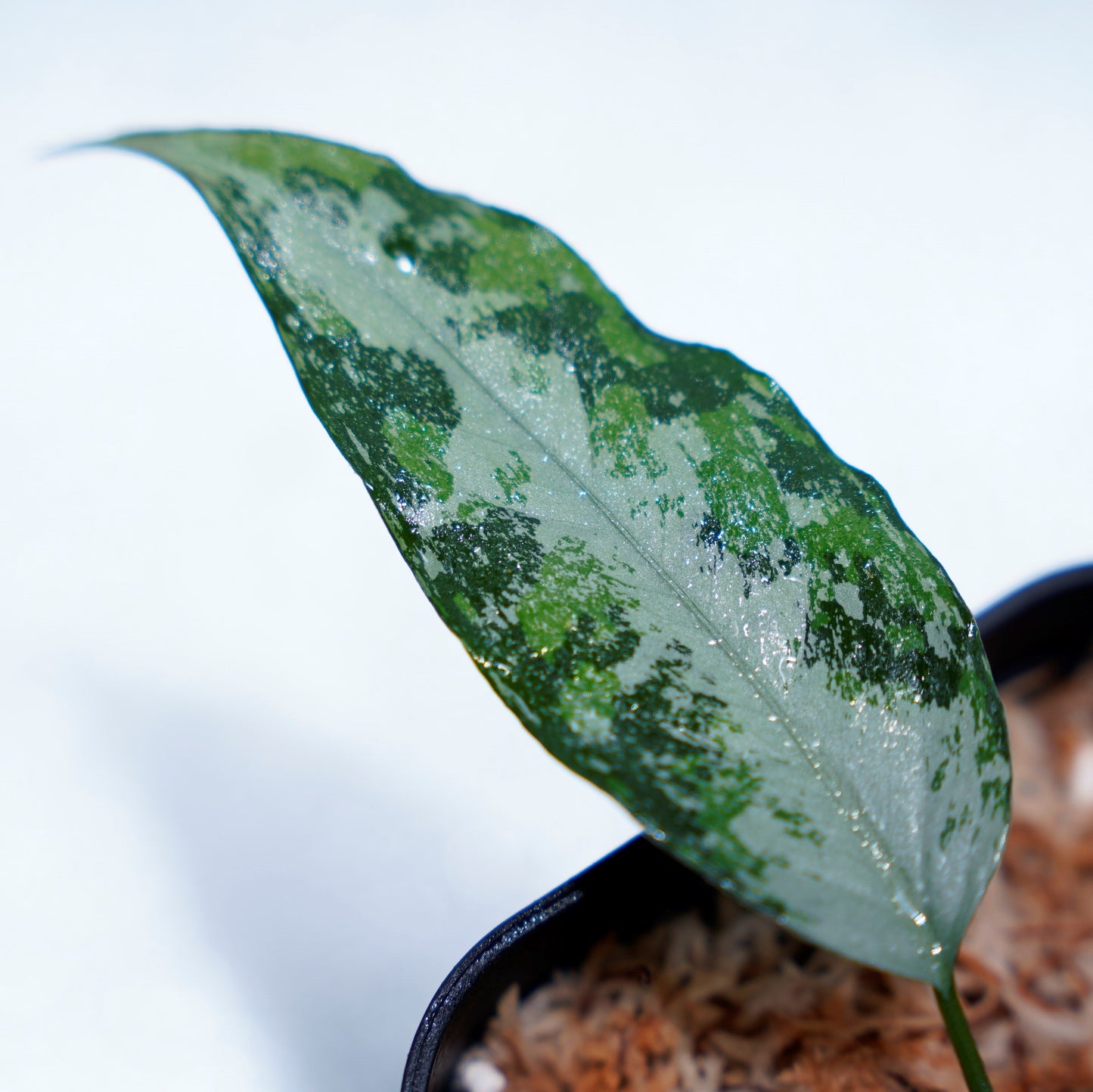 <オリジナル>Aglaonema Pictum Aceh Multicolor UND “CRY”