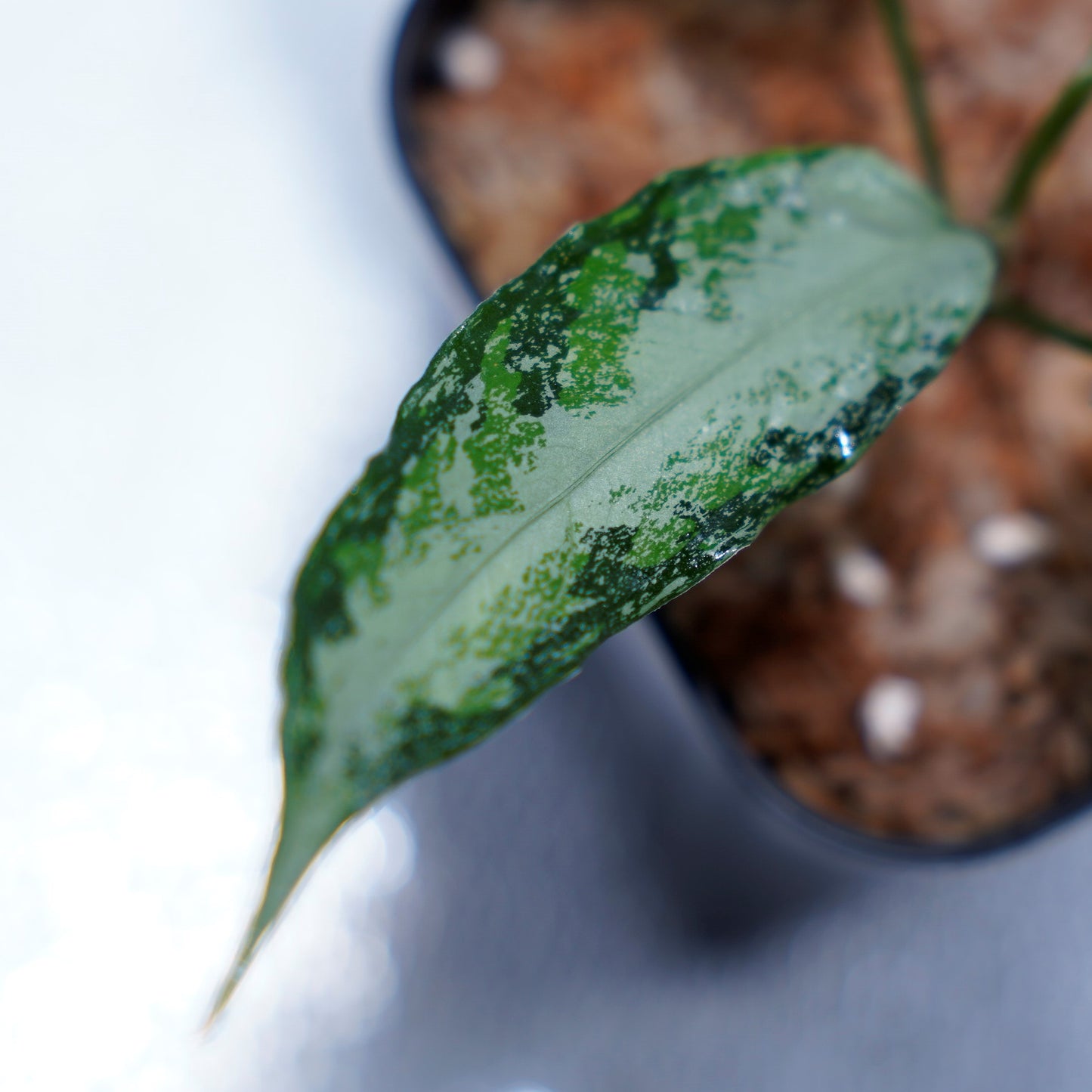 <オリジナル>Aglaonema Pictum Aceh Multicolor UND “CRY”