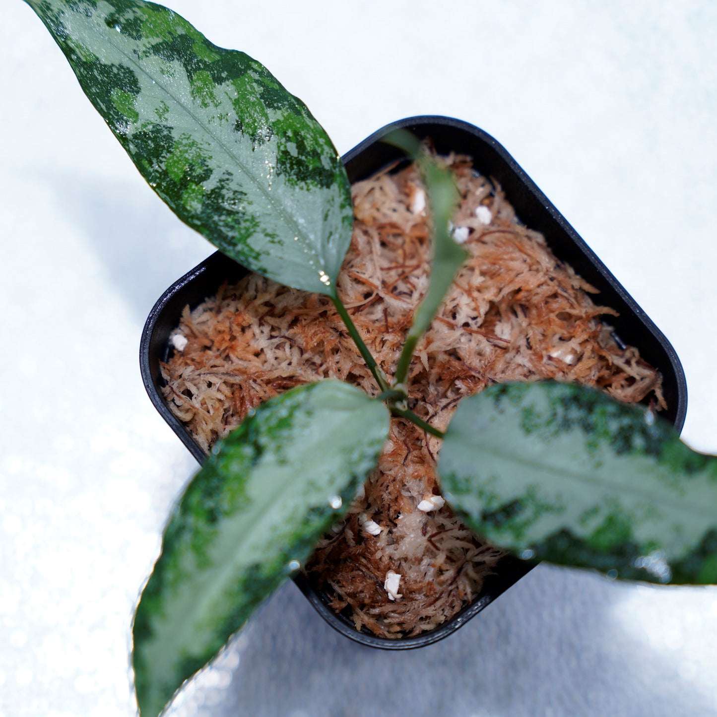 <オリジナル>Aglaonema Pictum Aceh Multicolor UND “CRY”