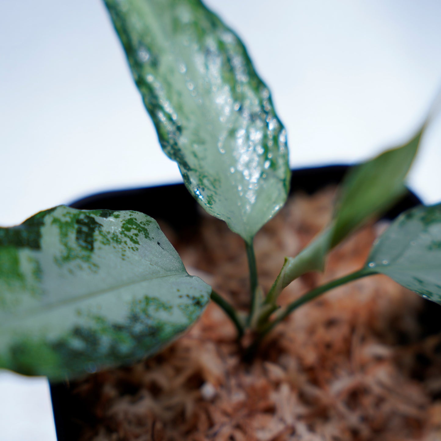 <オリジナル>Aglaonema Pictum Aceh Multicolor UND “CRY”