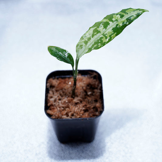 <LA便>Aglaonema Pictum Tricolor【LA0815-z-p-41】