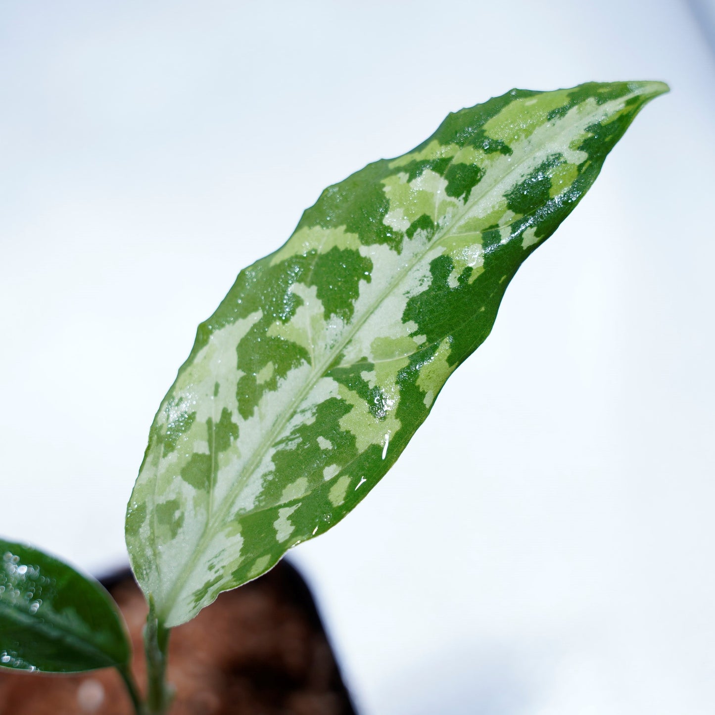 <LA便>Aglaonema Pictum Tricolor【LA0815-z-p-41】