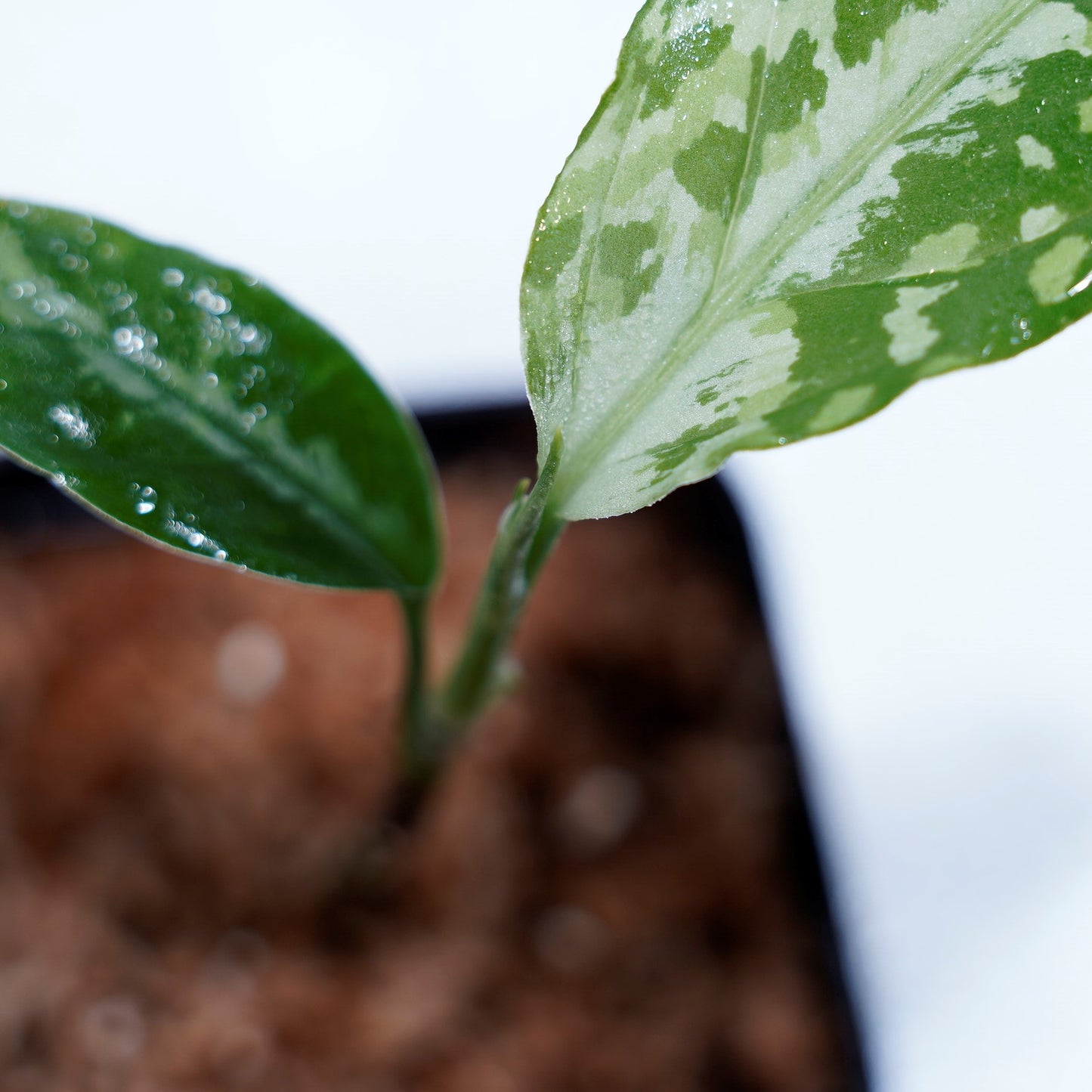<LA便>Aglaonema Pictum Tricolor【LA0815-z-p-41】