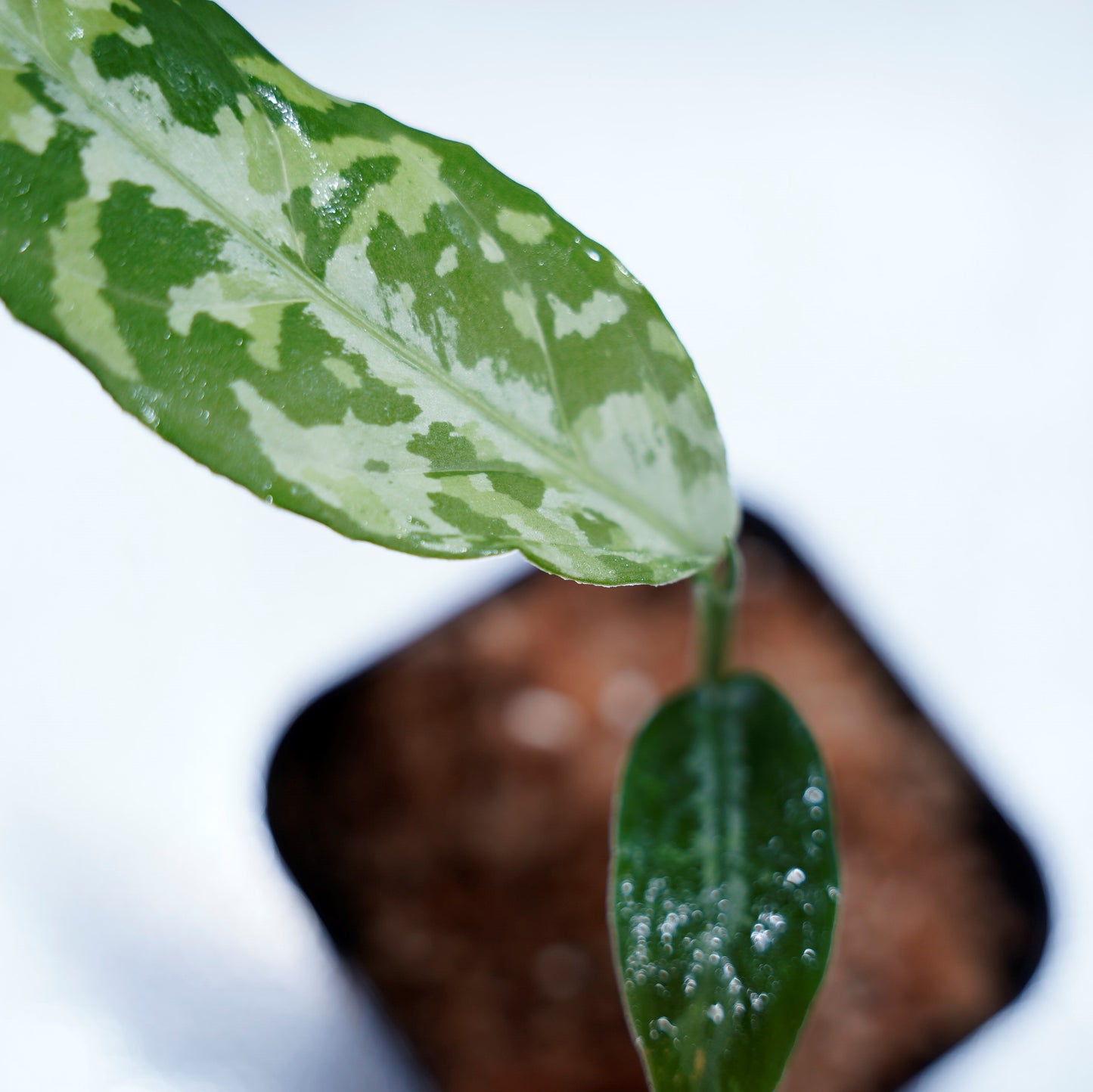 <LA便>Aglaonema Pictum Tricolor【LA0815-z-p-41】