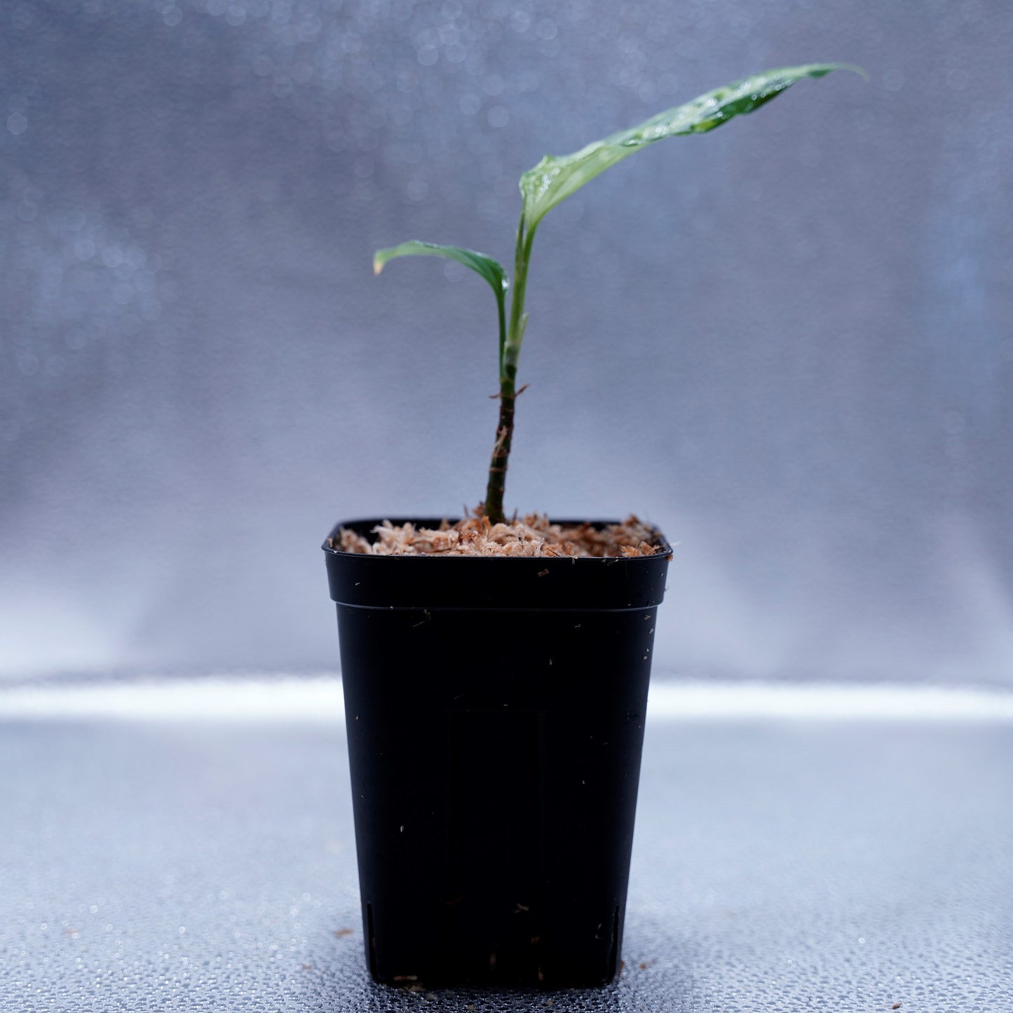 <LA便>Aglaonema Pictum Tricolor【LA0815-z-p-41】