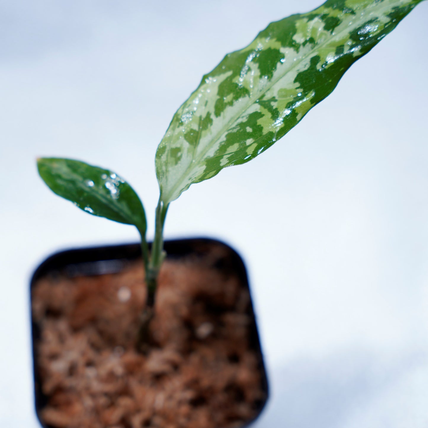 <LA便>Aglaonema Pictum Tricolor【LA0815-z-p-41】