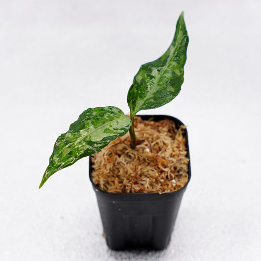 <オリジナル>Aglaonema Pictum Aceh Multicolor UND “DOVER”
