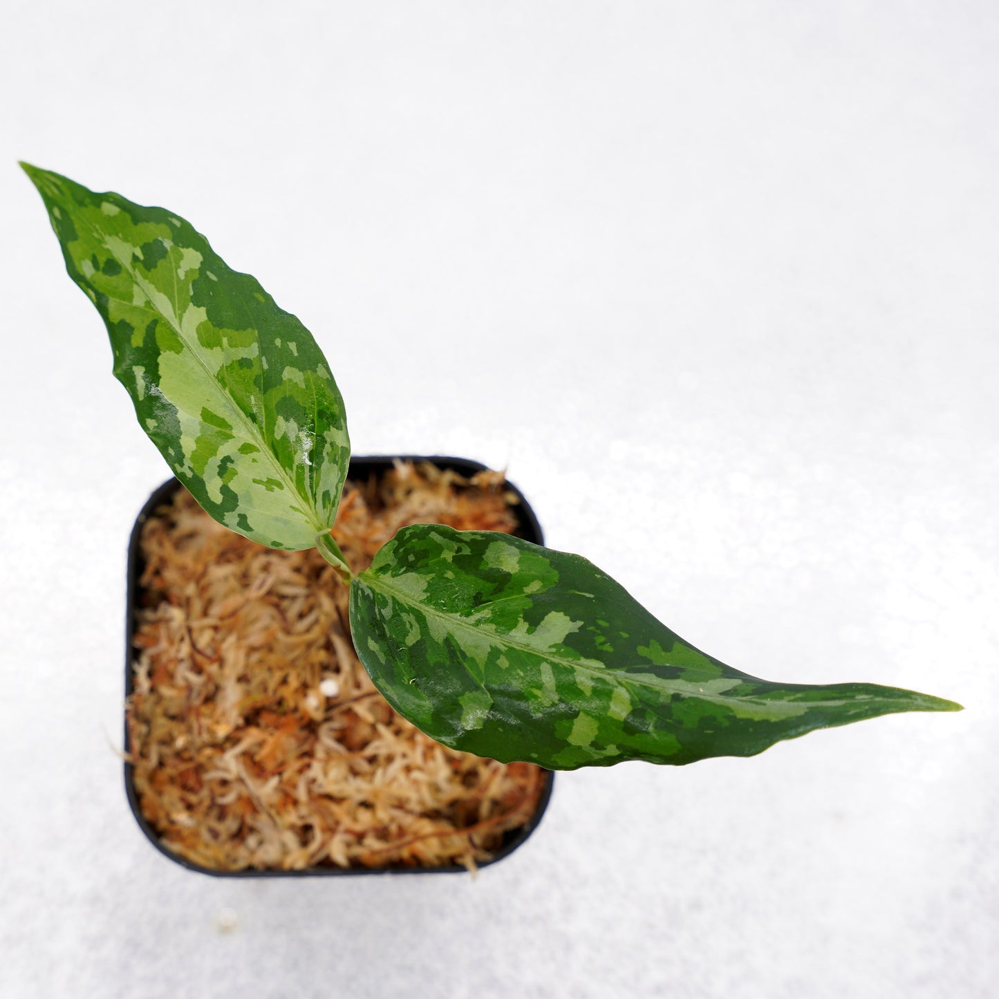 <オリジナル>Aglaonema Pictum Aceh Multicolor UND “DOVER”