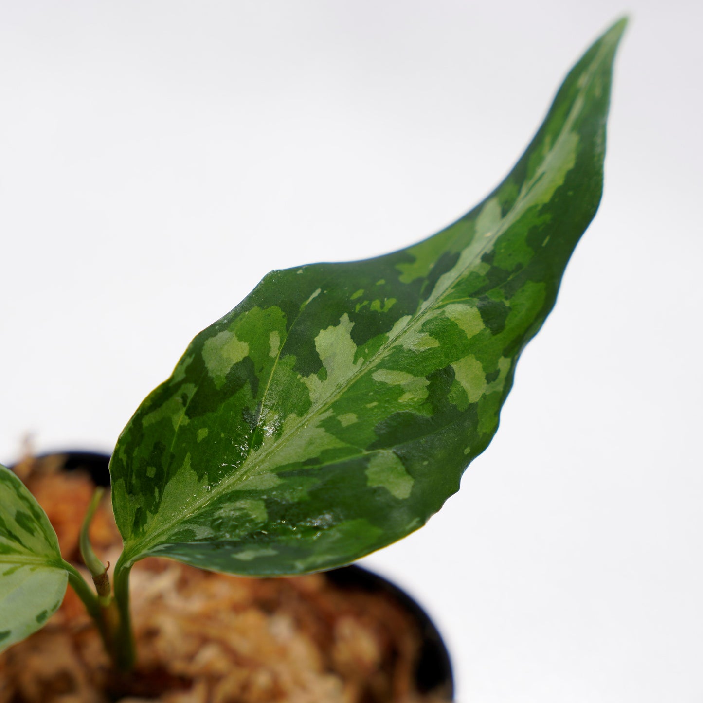 <オリジナル>Aglaonema Pictum Aceh Multicolor UND “DOVER”