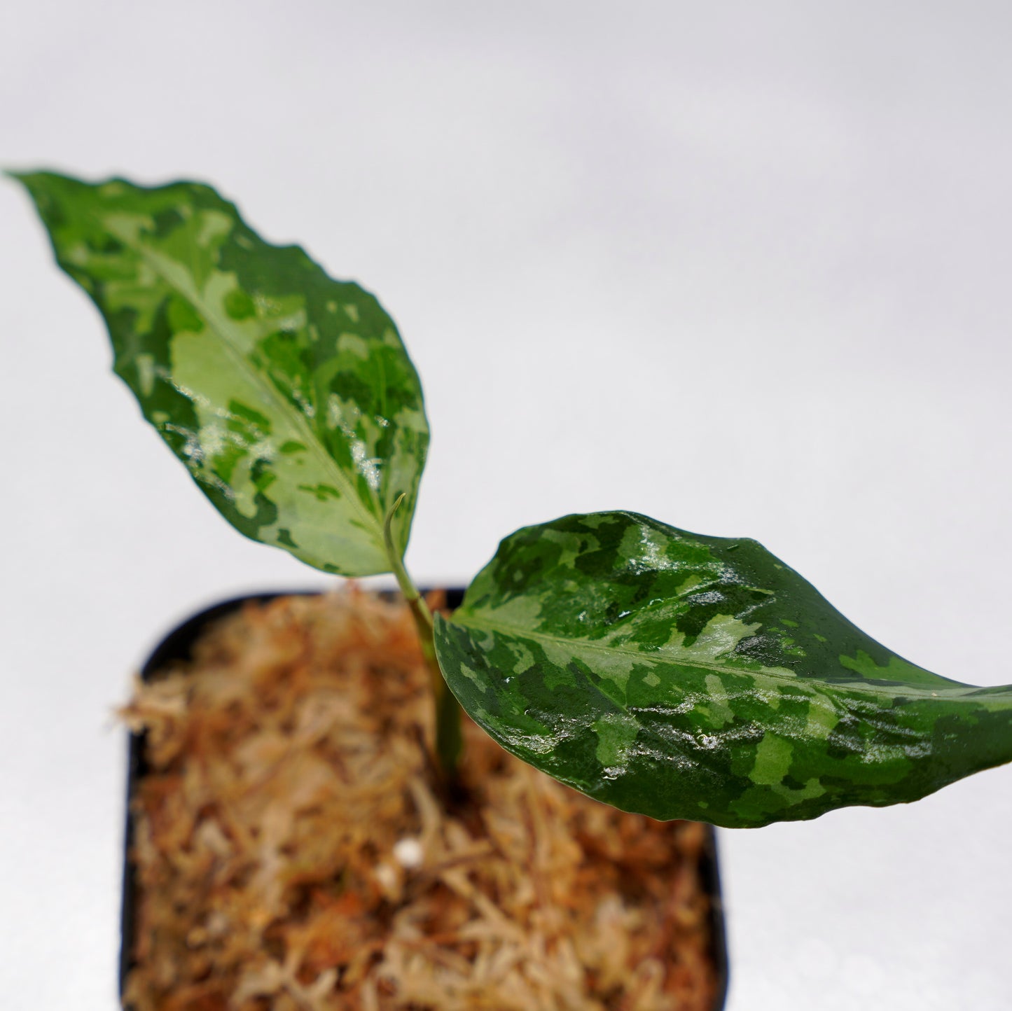 <オリジナル>Aglaonema Pictum Aceh Multicolor UND “DOVER”