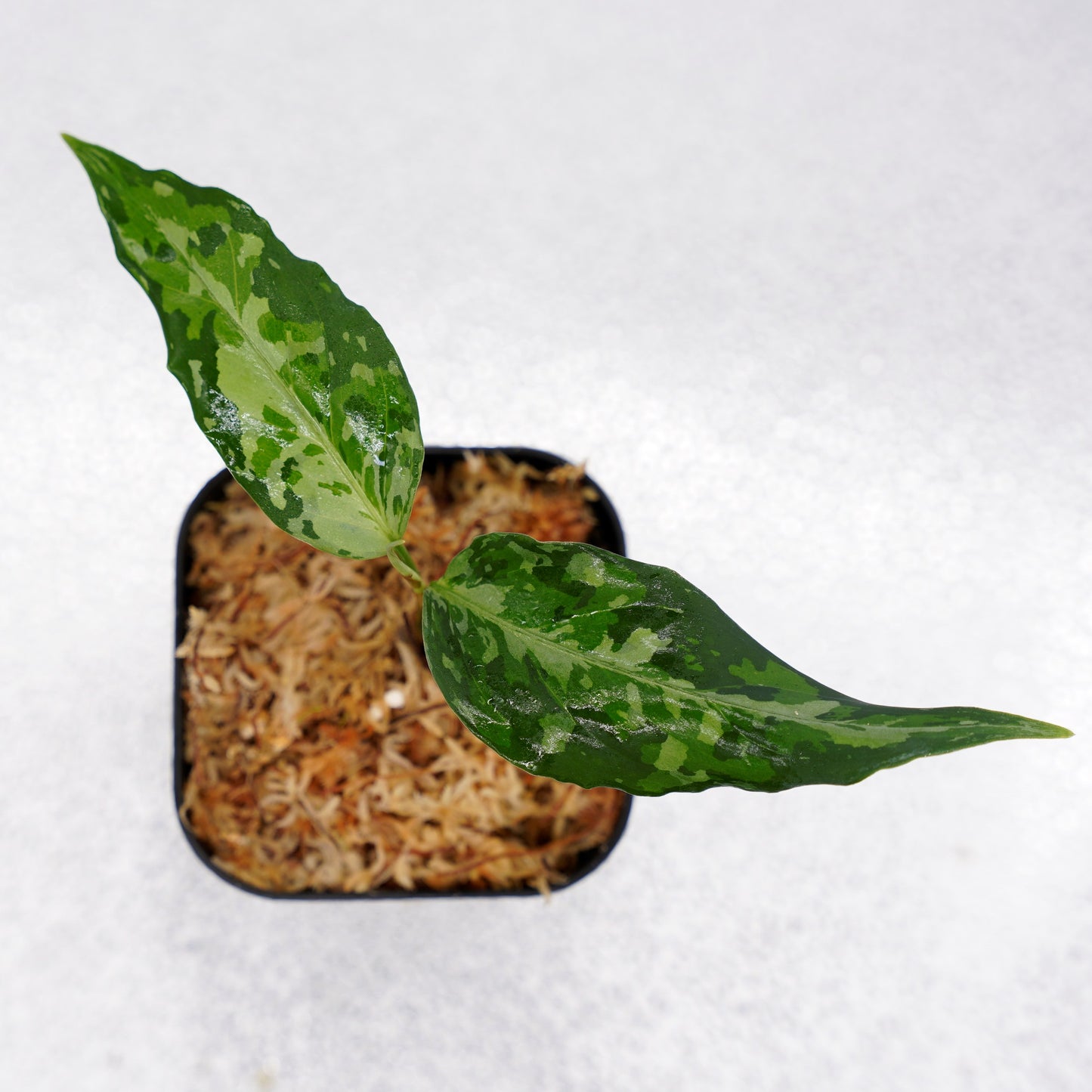 <オリジナル>Aglaonema Pictum Aceh Multicolor UND “DOVER”