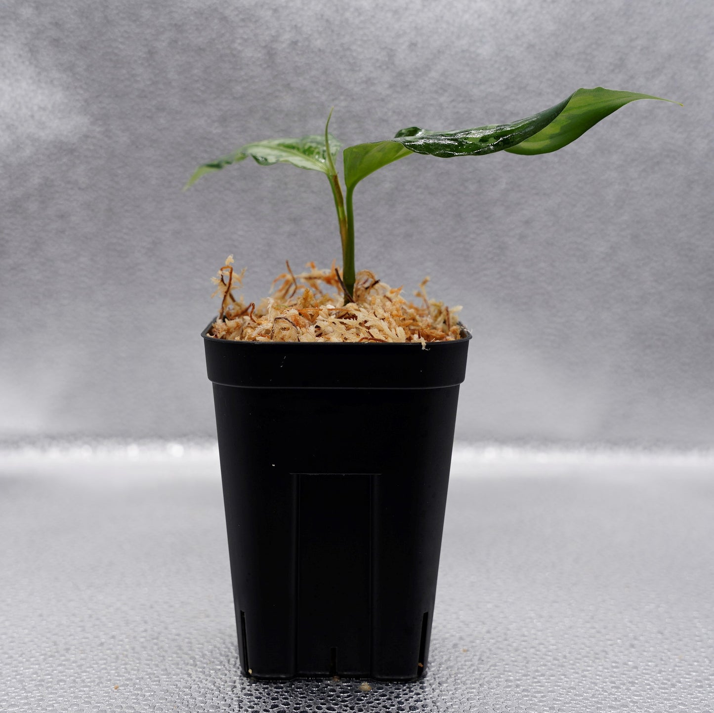 <オリジナル>Aglaonema Pictum Aceh Multicolor UND “DOVER”