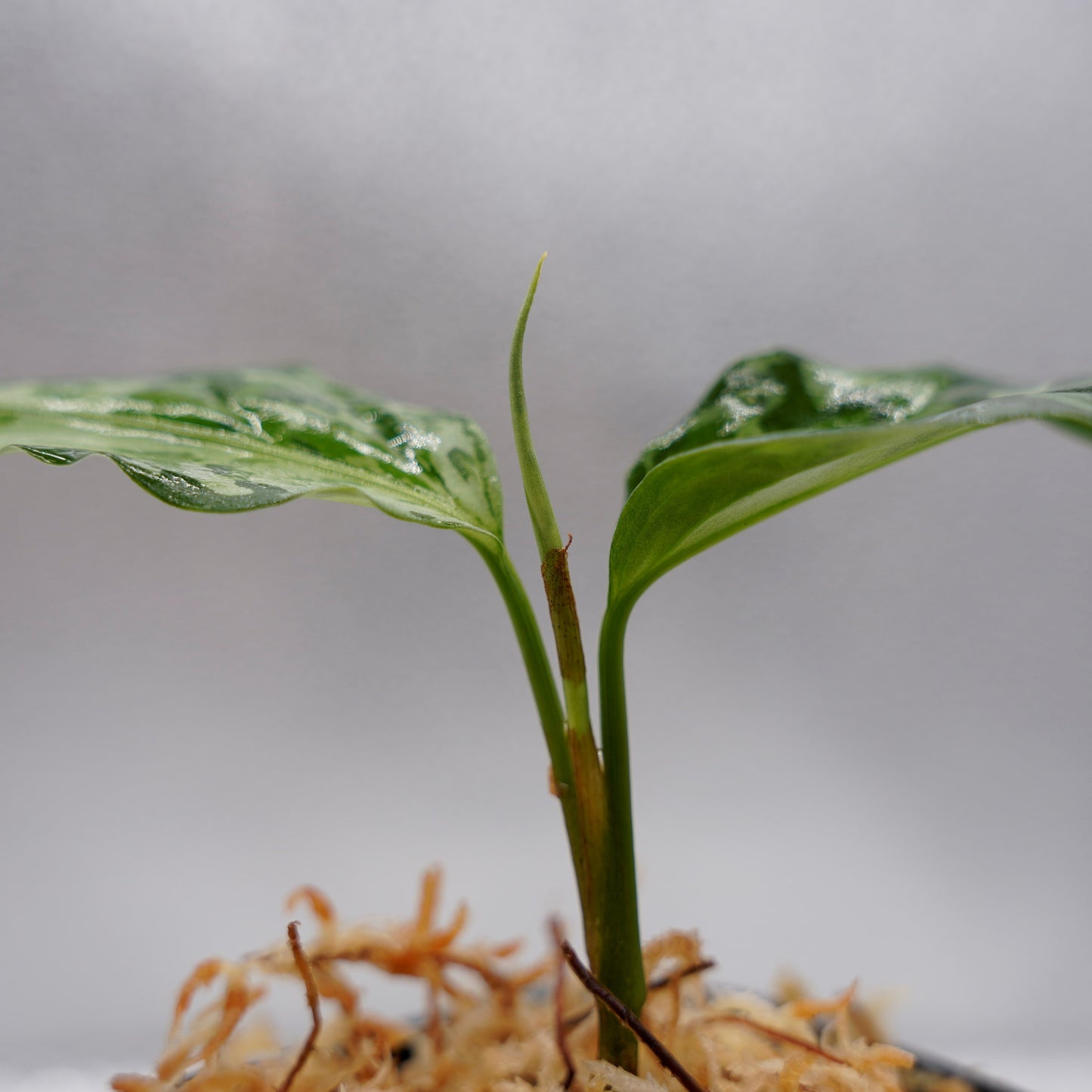 <オリジナル>Aglaonema Pictum Aceh Multicolor UND “DOVER”